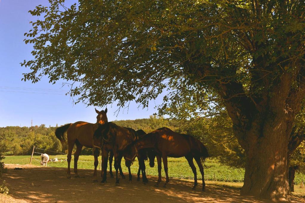 Domaine De Belcayre Bed and Breakfast Montauban Eksteriør billede